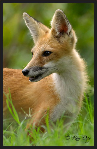 Red Fox (Vulpes vulpes)